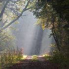 Morgenstimmung im Bramwald