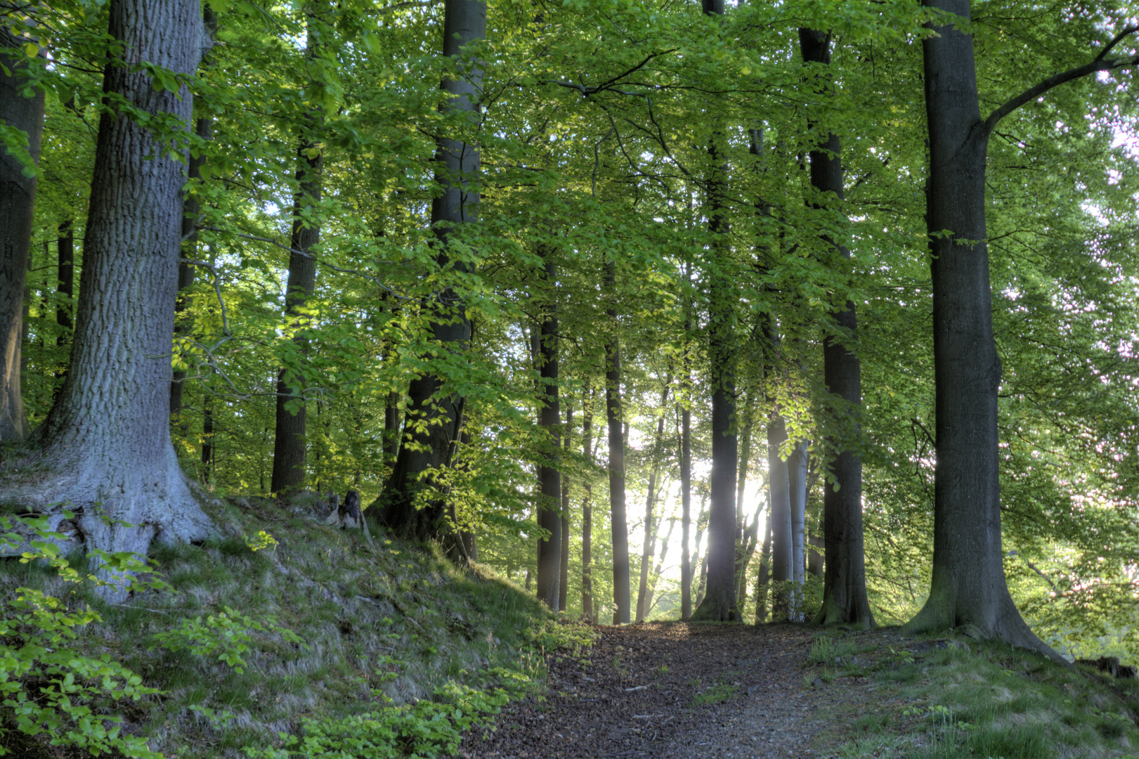 Morgenstimmung im Buschteichwald