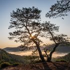 Morgenstimmung im Dahner Felsenland