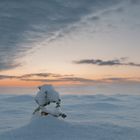 Morgenstimmung im ersten Schnee 