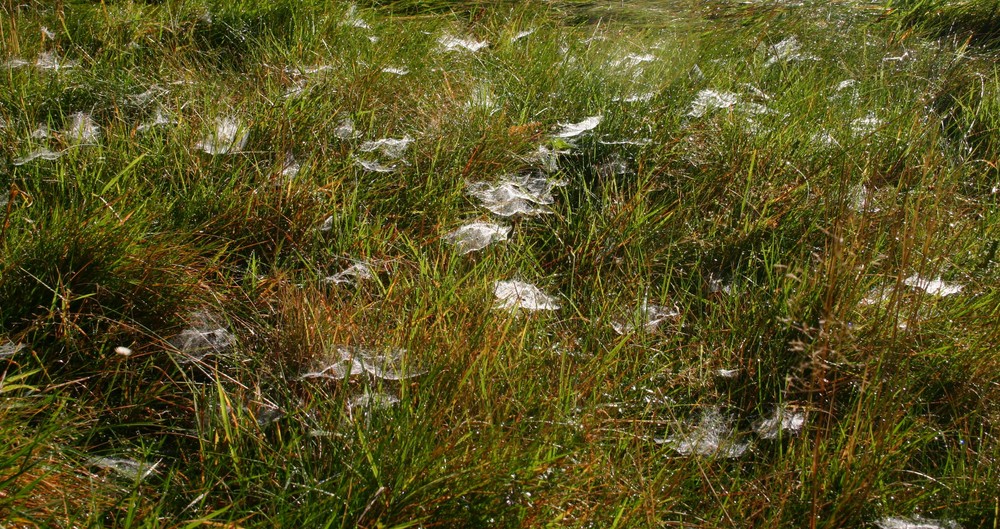 Morgenstimmung im Gras