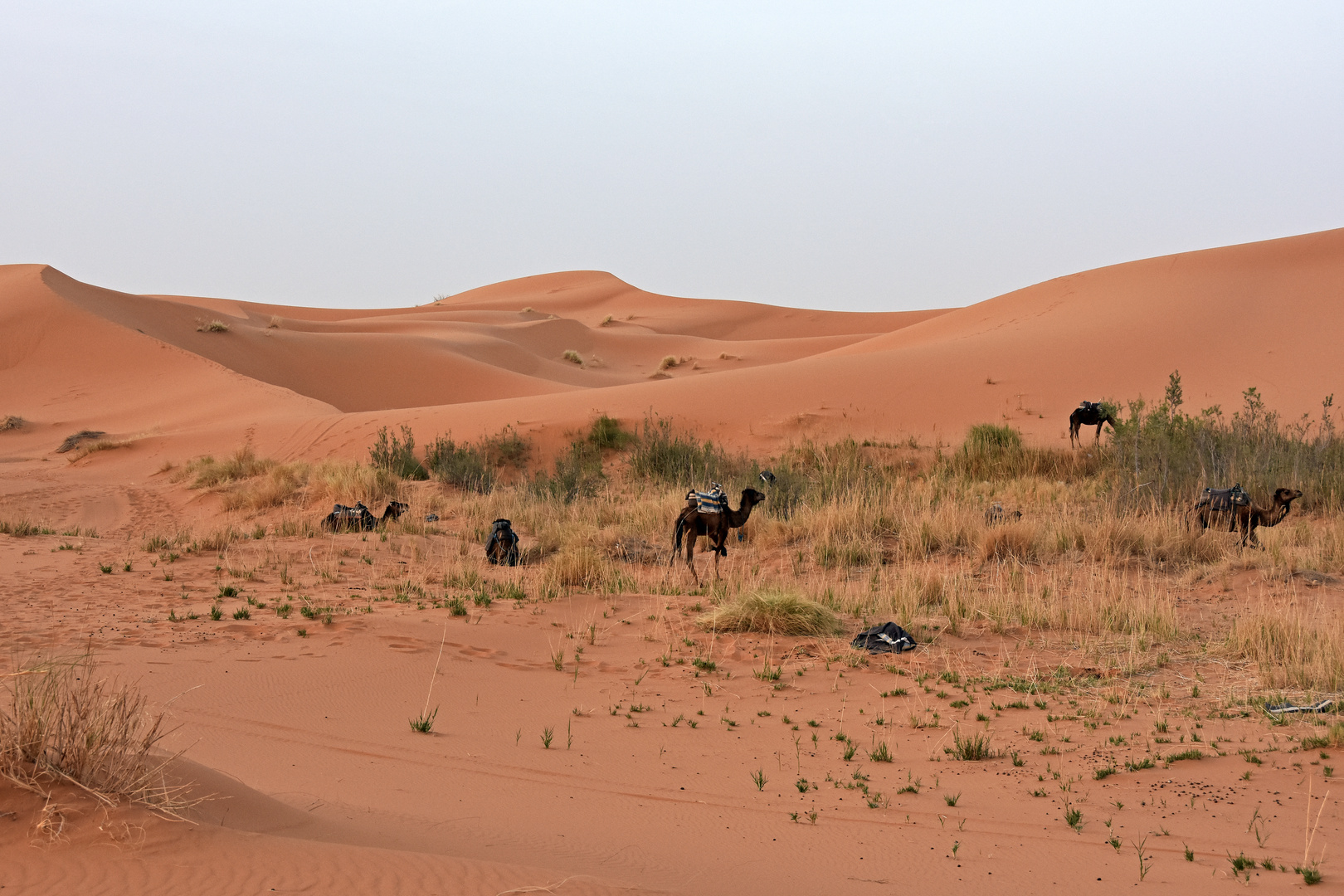 Morgenstimmung im großen Dünengebiet Erg Chebbi