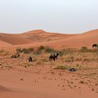 Morgenstimmung im großen Dünengebiet Erg Chebbi