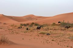 Morgenstimmung im großen Dünengebiet Erg Chebbi