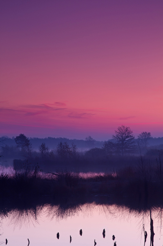 Morgenstimmung im Großen Torfmoor - Hille