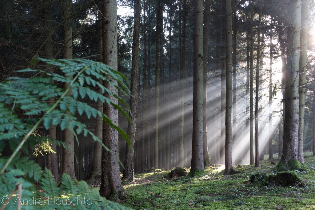 Morgenstimmung im Herbst