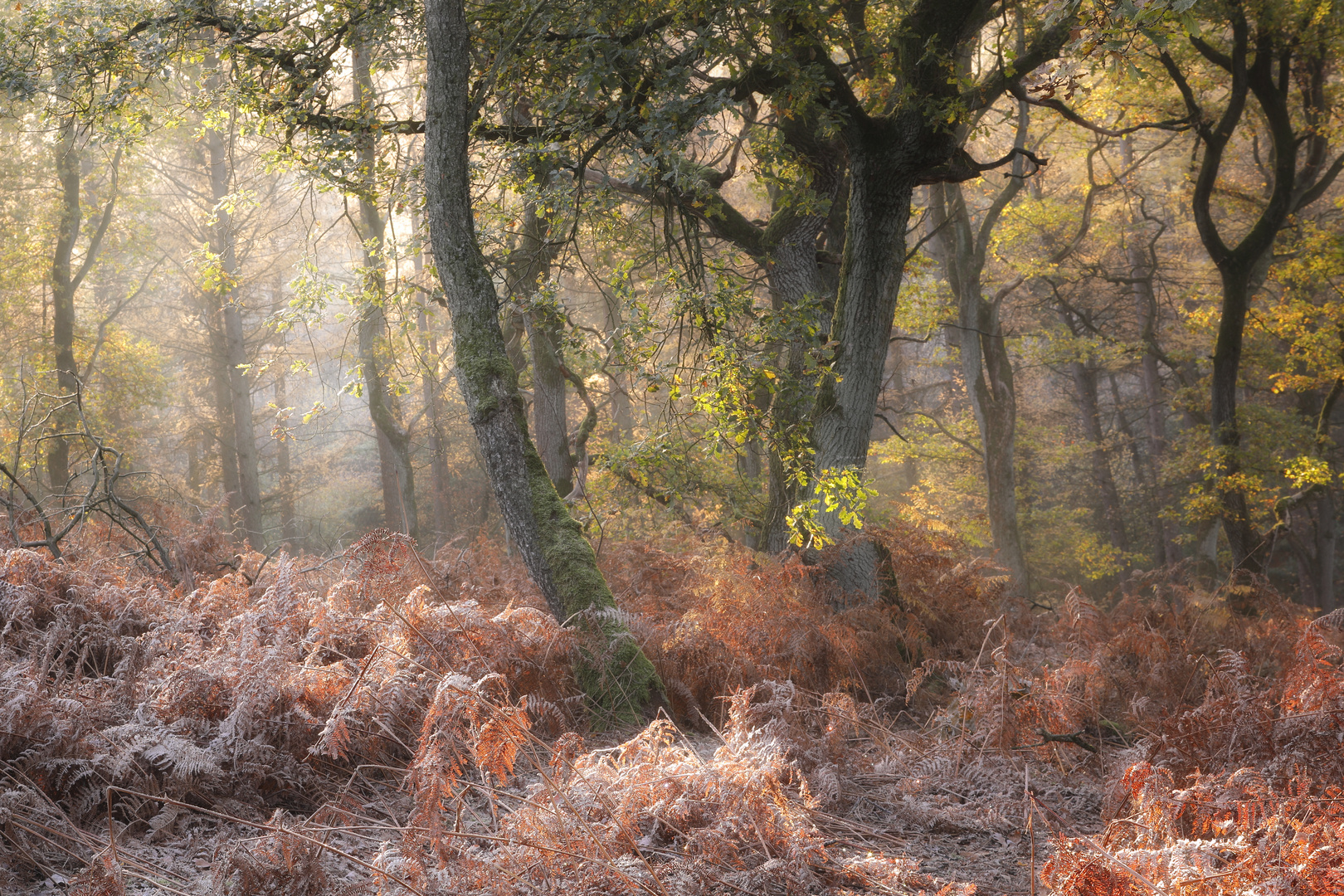 Morgenstimmung im Herbstwald