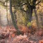 Morgenstimmung im Herbstwald