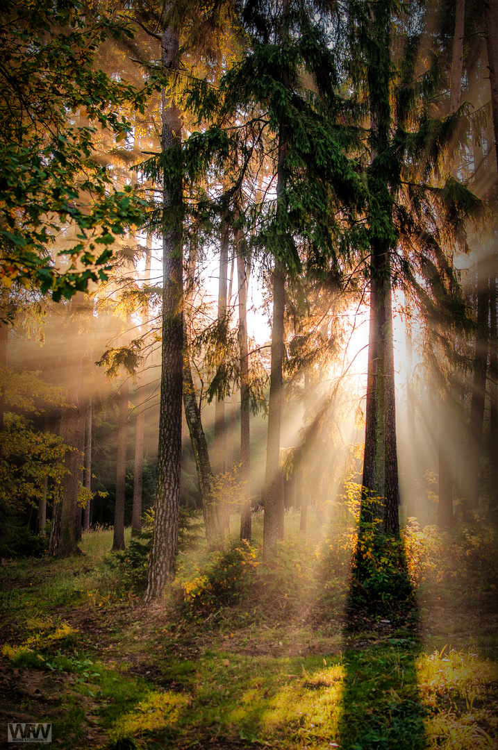 Morgenstimmung im Herbstwald