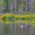 - Morgenstimmung im Hochmoor -