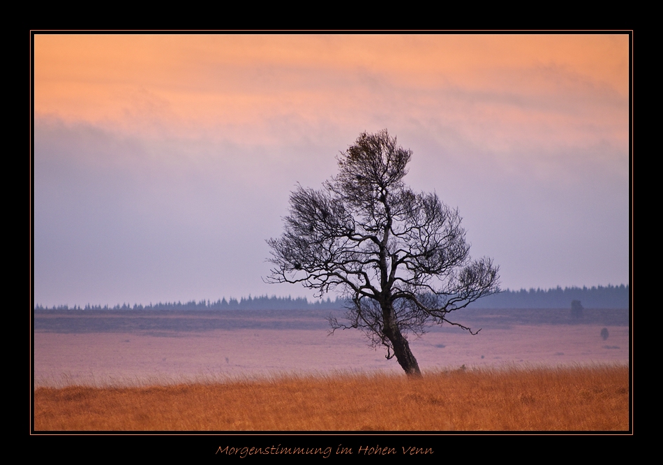 Morgenstimmung im Hohen Venn