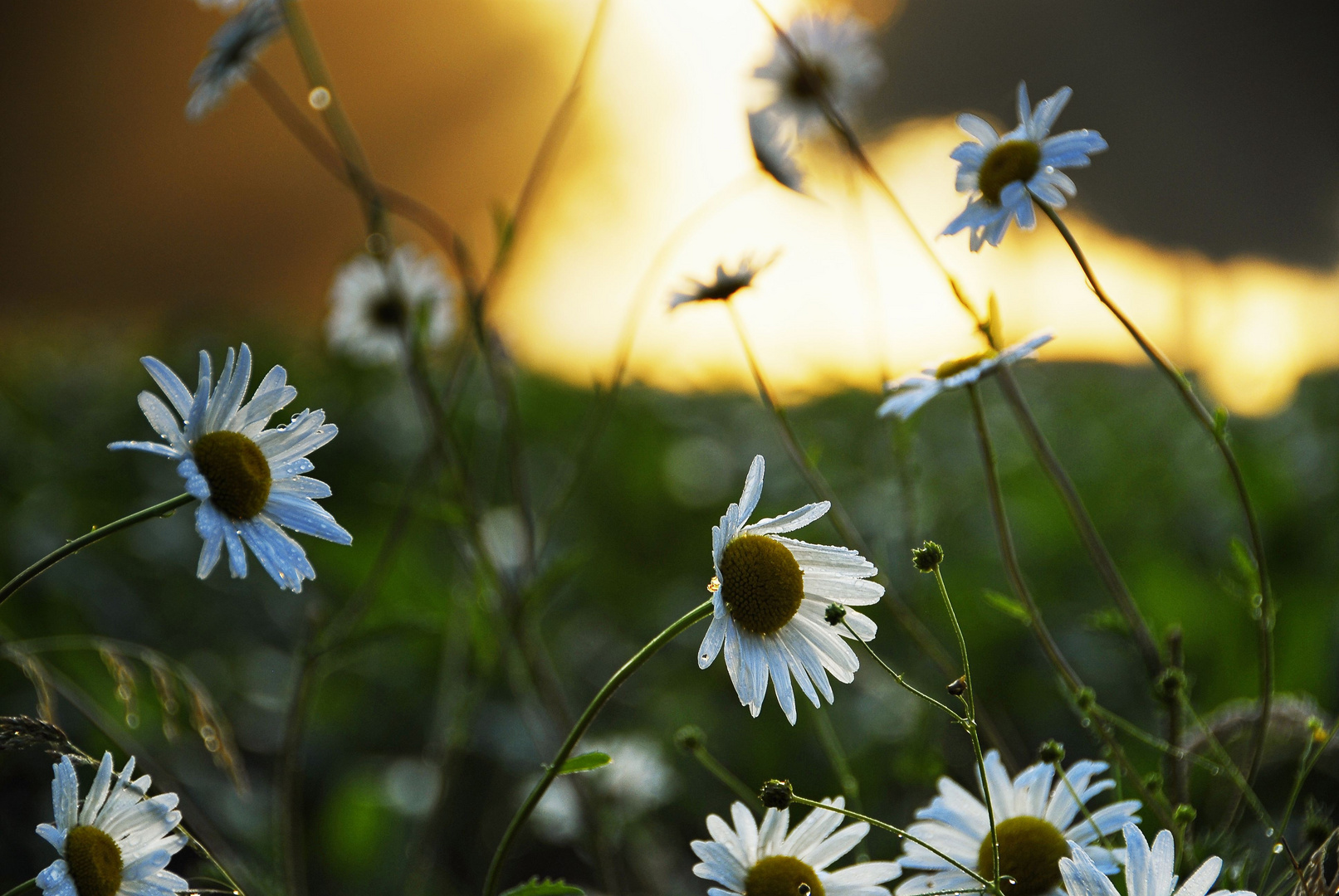 Morgenstimmung im Juni