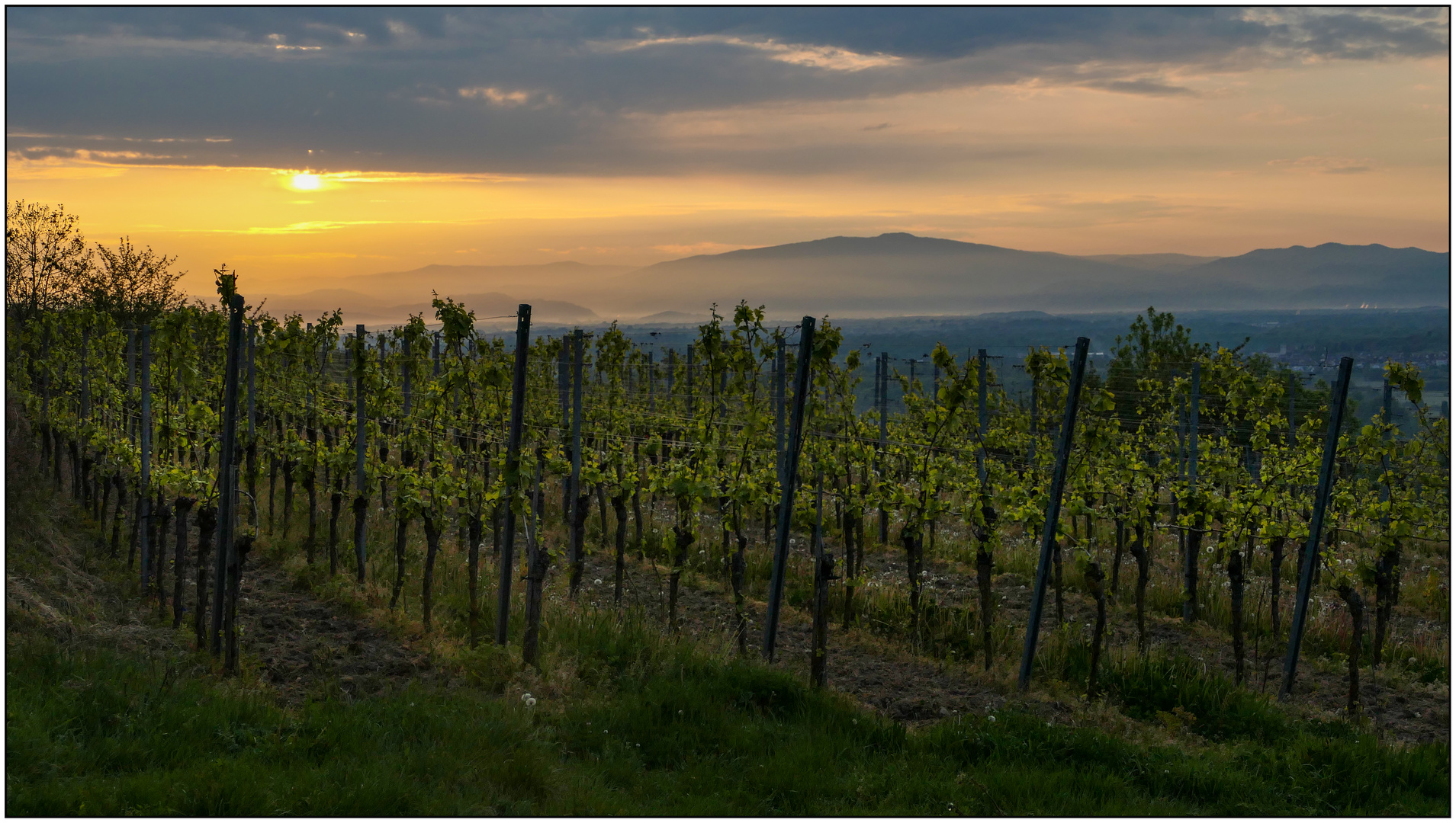 Morgenstimmung im Kaiserstuhl