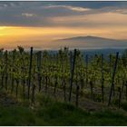 Morgenstimmung im Kaiserstuhl