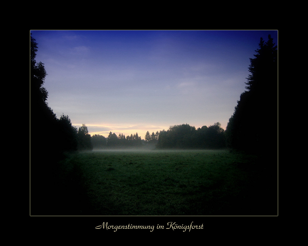 Morgenstimmung im Königsforst