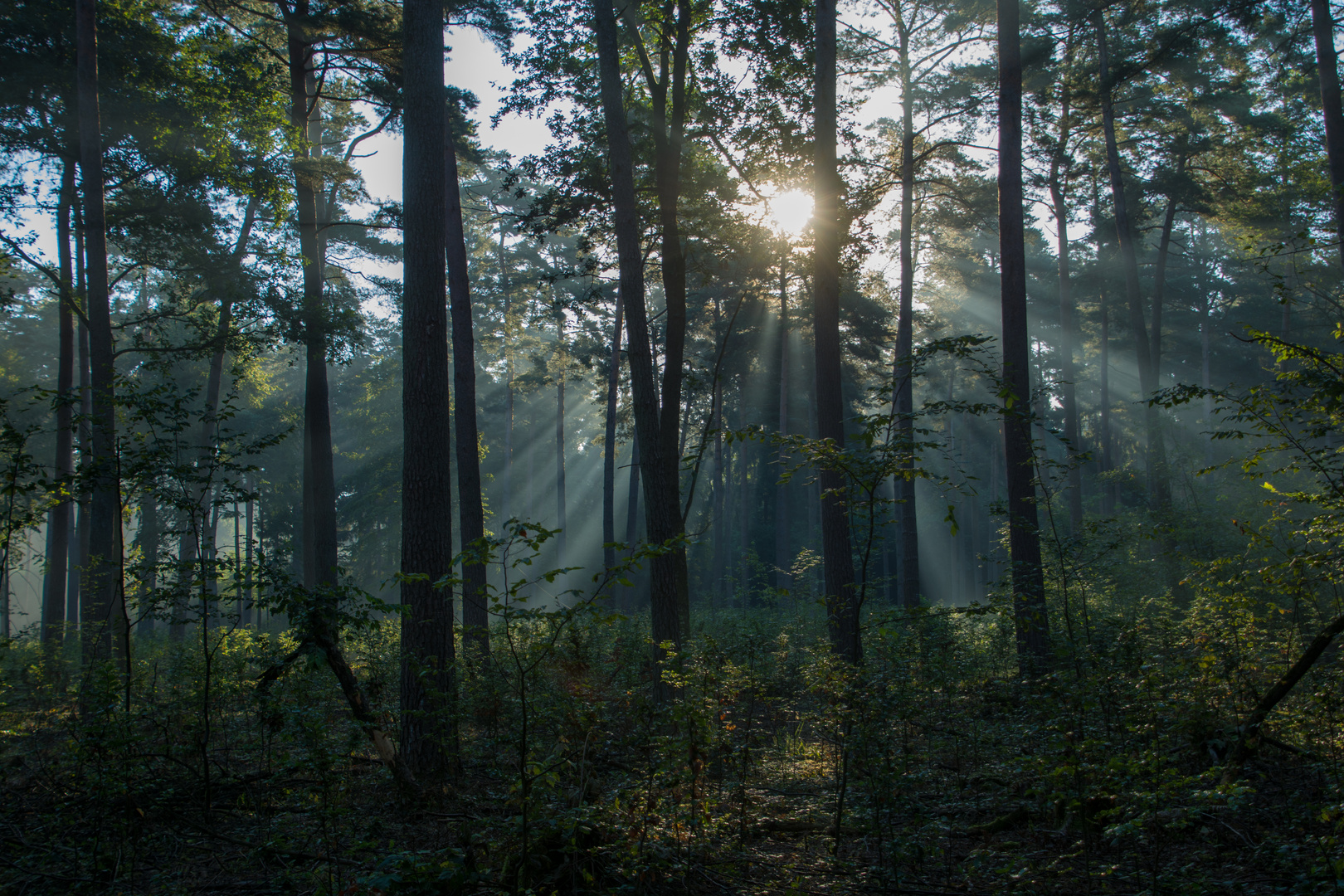 Morgenstimmung im Königsforst