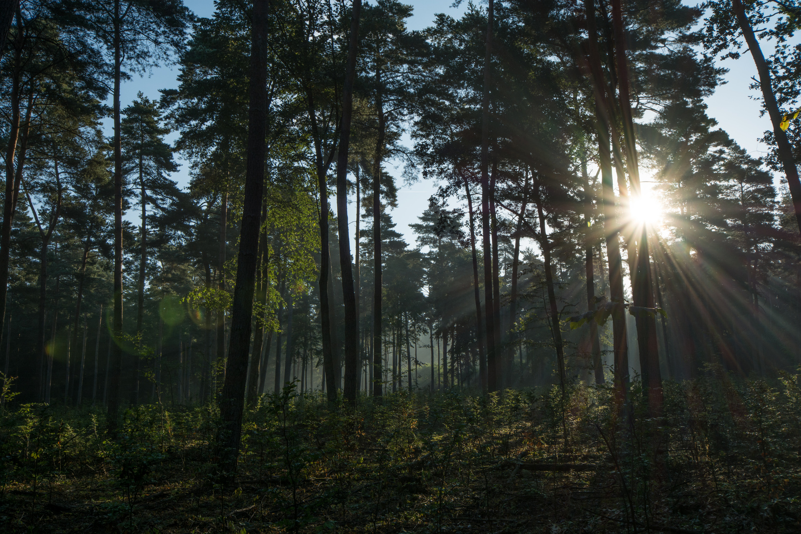 Morgenstimmung im Königsforst