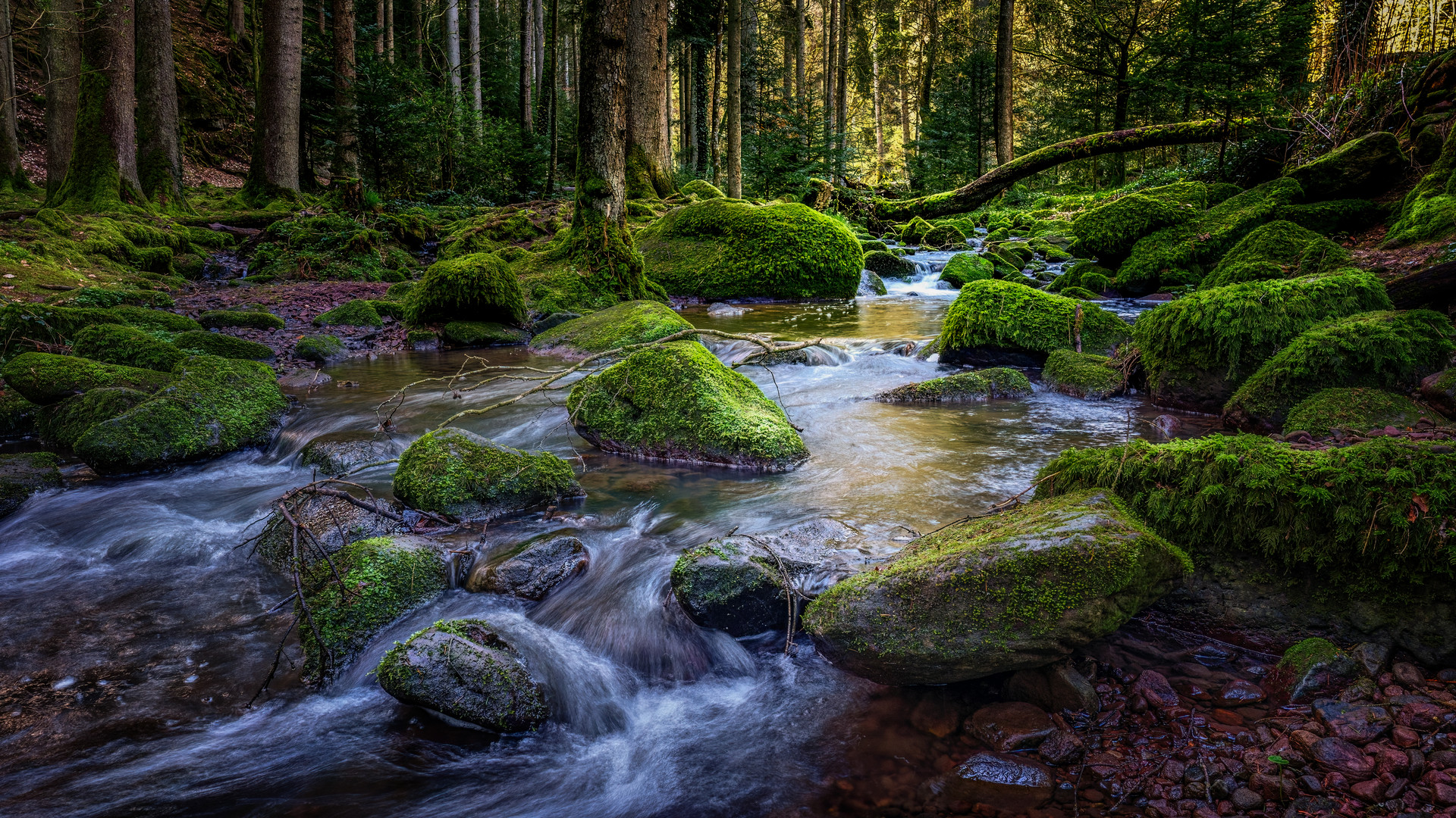 Morgenstimmung im Monbachtal