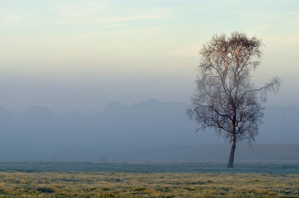 Morgenstimmung im Moor