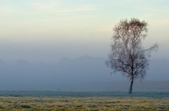 Morgenstimmung im Moor