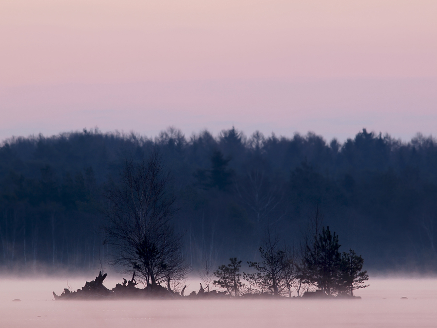 Morgenstimmung im Moor