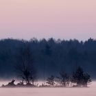 Morgenstimmung im Moor