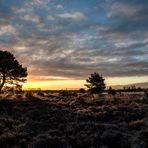 Morgenstimmung im Moor 