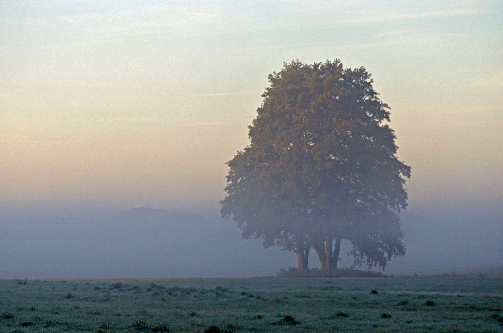 Morgenstimmung im Moor II