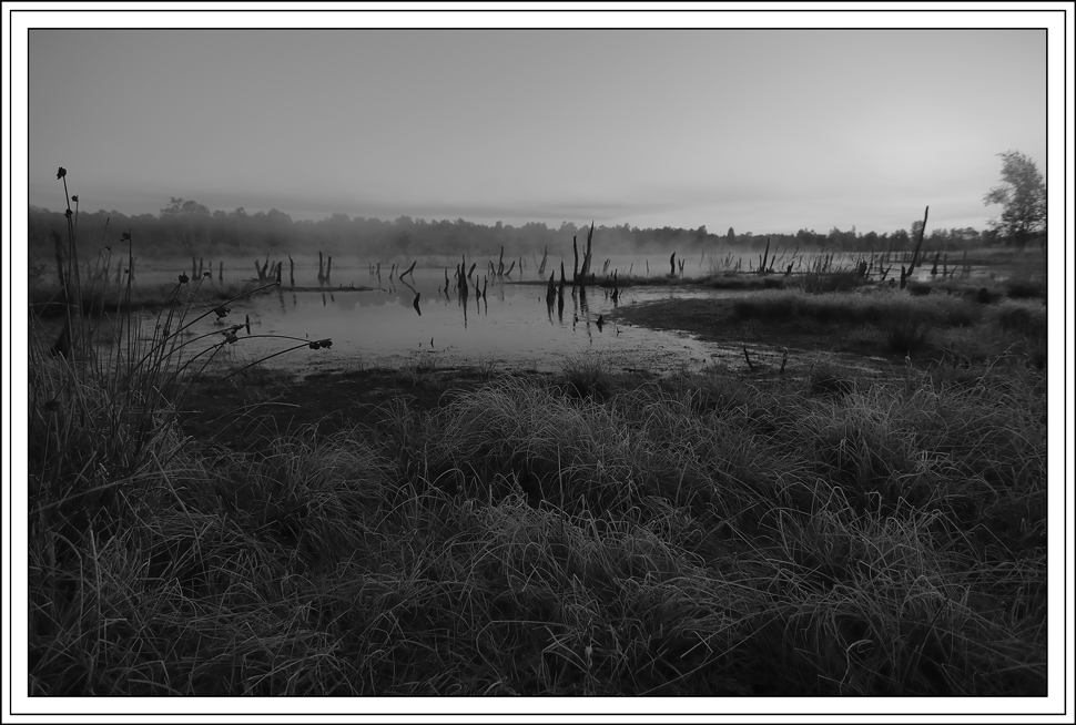 Morgenstimmung im Moor in SW