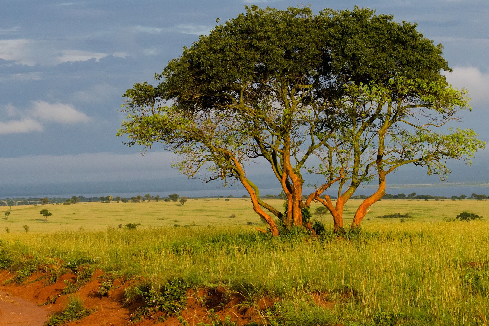 Morgenstimmung im Murchison Falls National Park (1)