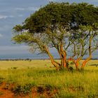 Morgenstimmung im Murchison Falls National Park (1)