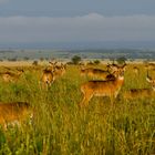 Morgenstimmung im Murchison Falls National Park (2)