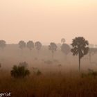 Morgenstimmung im Murchison Falls NP