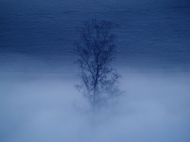 Morgenstimmung im Nebel