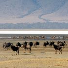 Morgenstimmung im Ngorongoro