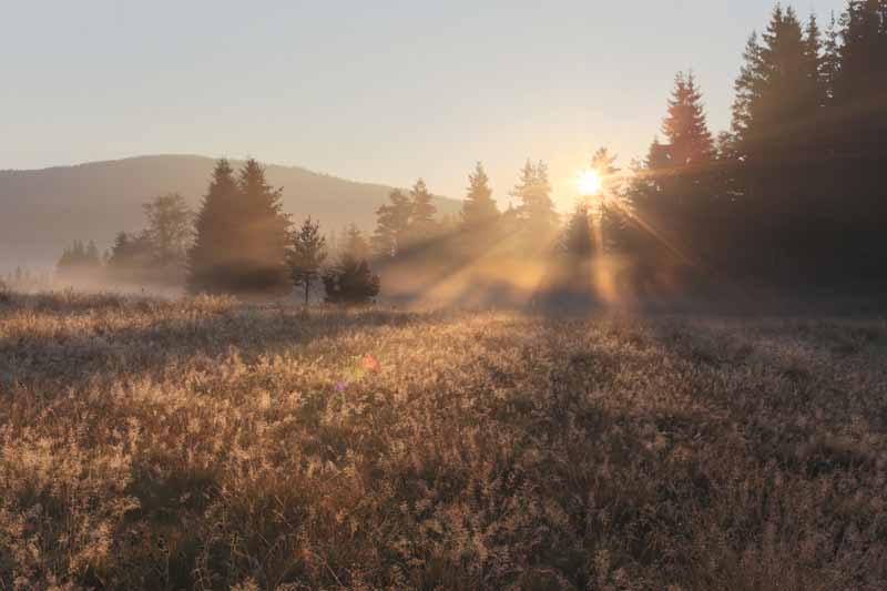 Morgenstimmung im NP Sumava