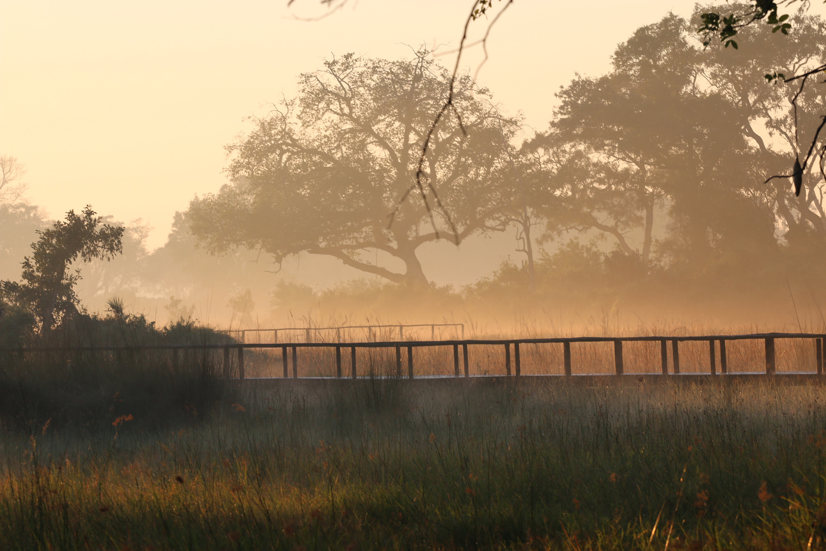 Morgenstimmung im Okavango Delta