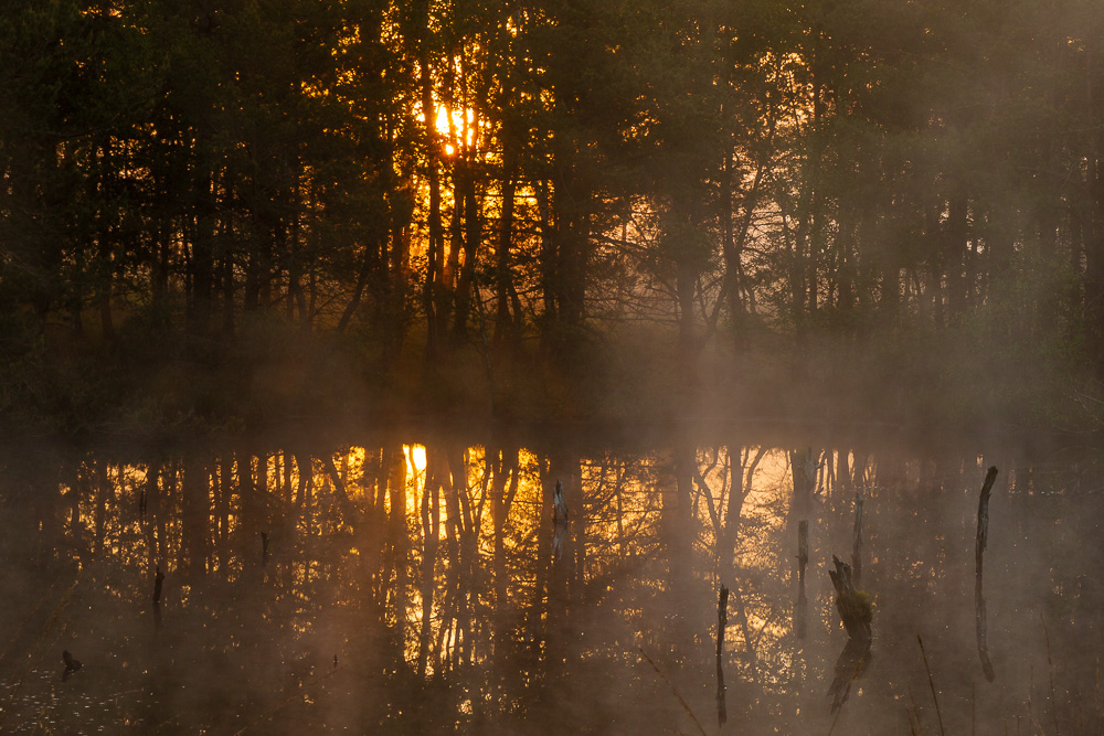 Morgenstimmung im Pietzmoor