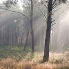 Morgenstimmung im Pinienwald