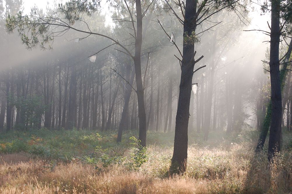 Morgenstimmung im Pinienwald