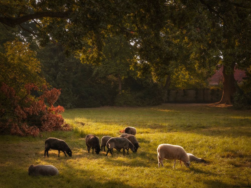 Morgenstimmung im Schloßpark