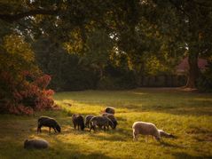 Morgenstimmung im Schloßpark