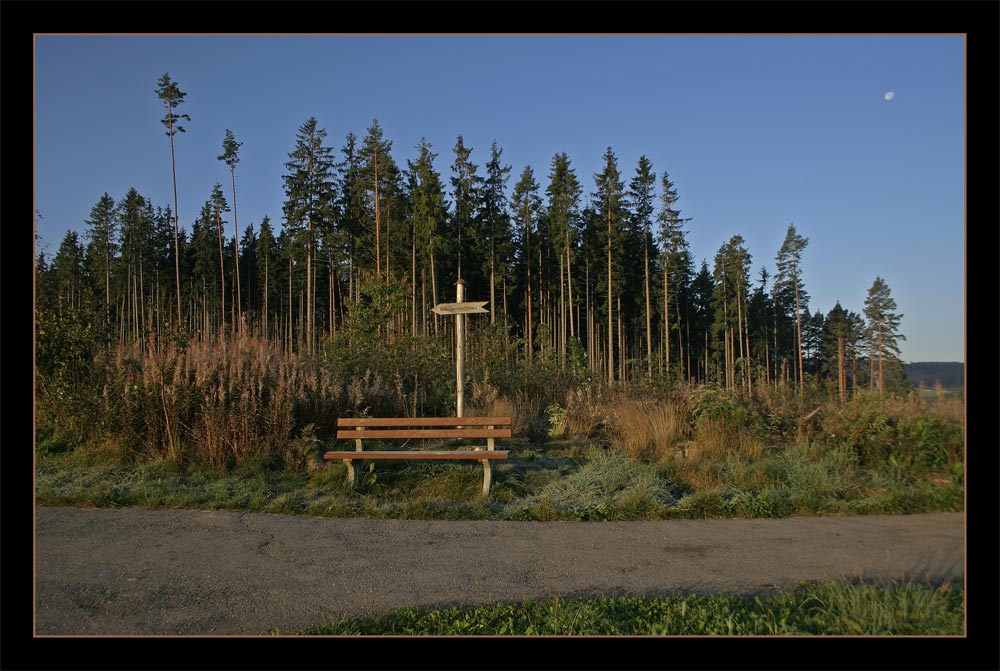 Morgenstimmung im Schwarzwald