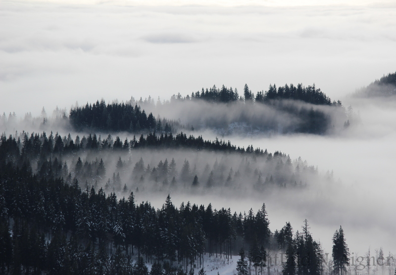 Morgenstimmung im Schwarzwald