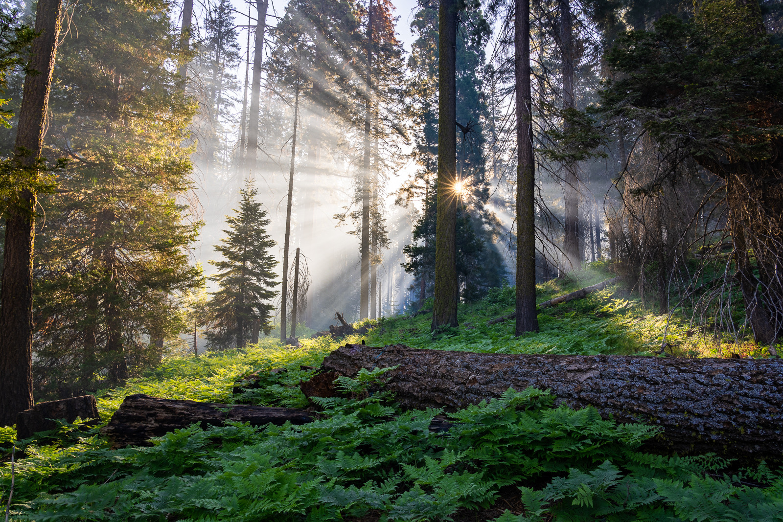 Morgenstimmung im Sequoia National Park