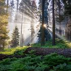 Morgenstimmung im Sequoia National Park