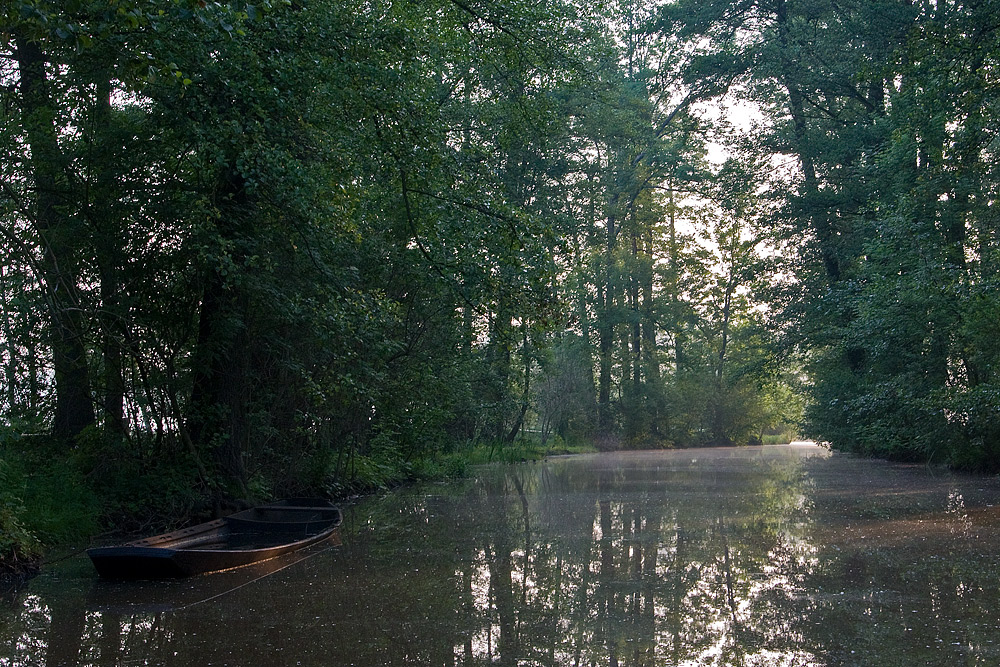 Morgenstimmung im Spreewald (2)