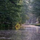 Morgenstimmung im Spreewald (3)