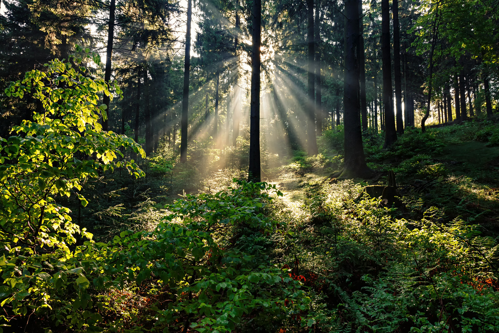 Morgenstimmung im Teutoburger Wald