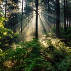 Morgenstimmung im Teutoburger Wald